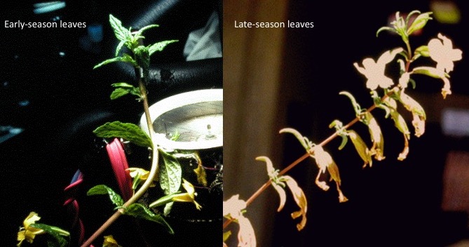 Spring leaves and summer leaves of Diplacus aurantiacus